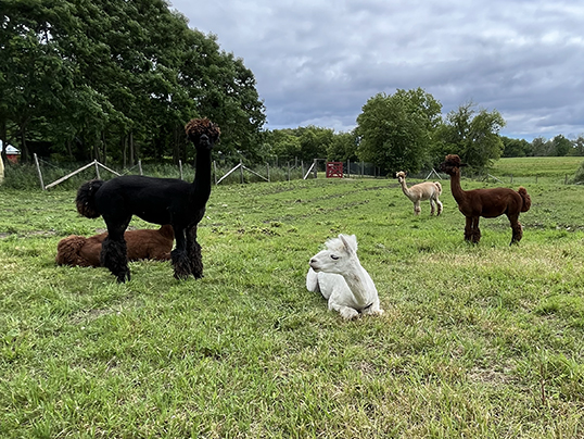 Our Alpacas