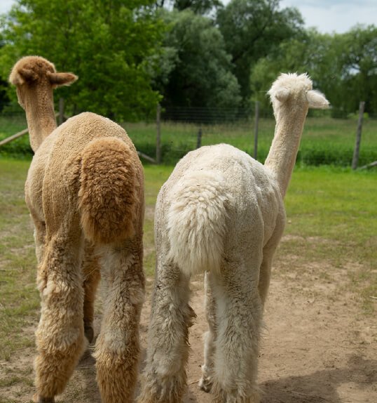 Our Alpacas
