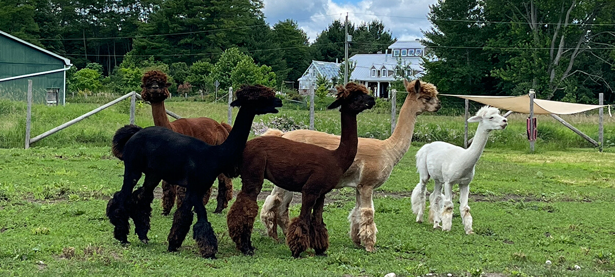 Our 5 Alpacas