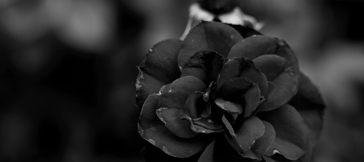 B&W Flower